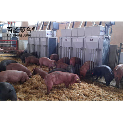 Long Span Steel Structure Pig Shed for Agricultural Piggery House Construction Design