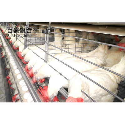 ±1% Tolerance Fast Build Steel Structure Chicken Coop House for Prefab Poultry Farm