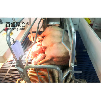 Hot Dip Galvanised/Paint Spraying Steel Prefab Piggery House Design for Poultry Farm