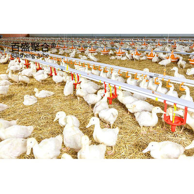Light Steel Frame Broiler Poultry Shed with Sandwich Panel Roofing and Custom Colors