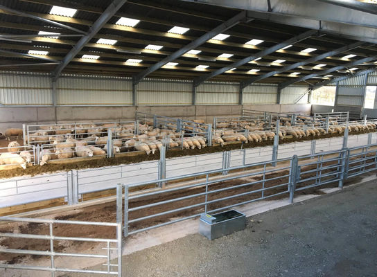 Steel Farming Suppliers Steel Structure Chicken Broiler House Design Layout for Horse Barn