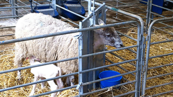 Customizable Quick Build Pig Shed with Steel Structure and Aluminum Alloy Window