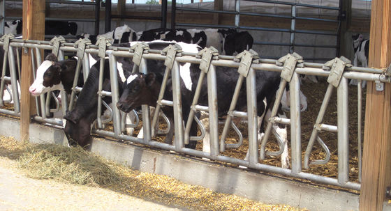 Single Steel Sheet Roofing Wall Customized Horse Stable Construction Building by Chinese
