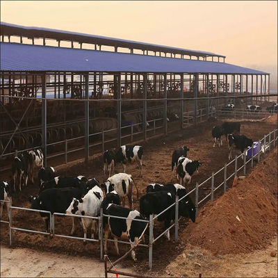 Light Steel Frame Prefabricated Dairy Cow Farm Shed with Sandwich Panel and PVC Window